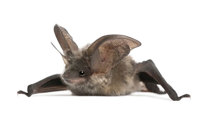 A brown long-eared bat rests against a white background, displaying its large ears and folded wings.