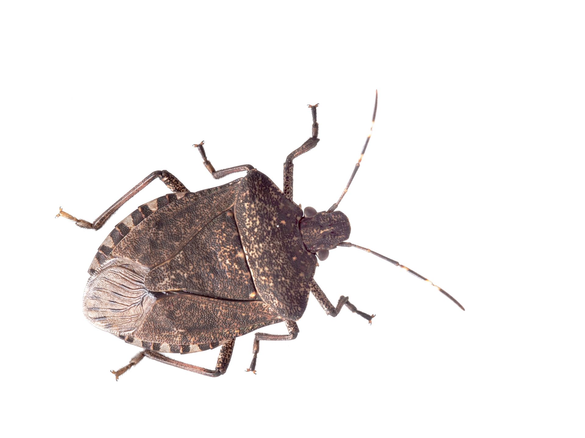 Brown stink bug with shield-shaped body, dark antennae, and six legs on white background.