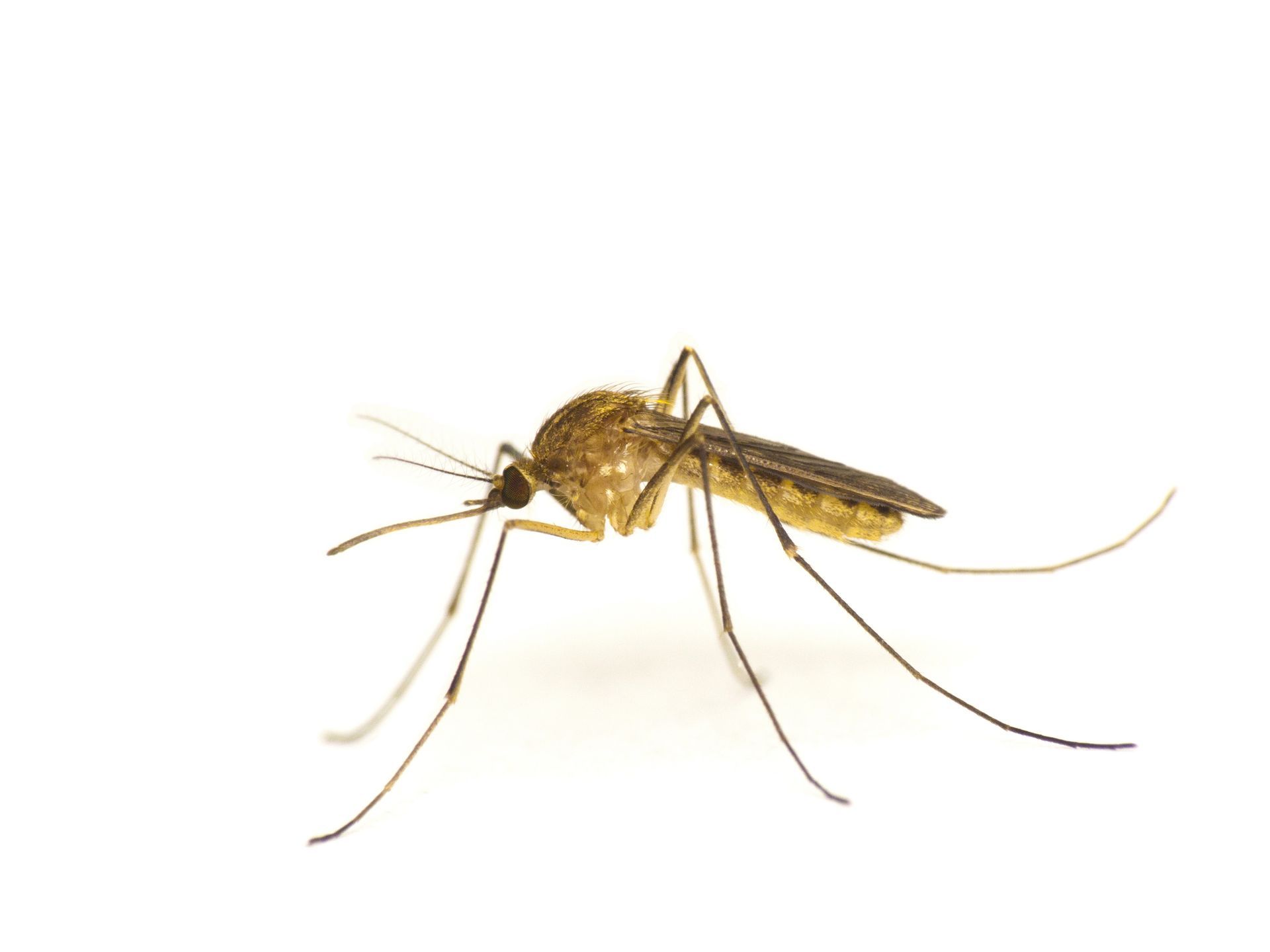 Mosquito on a white background, viewed from the side, with long legs and proboscis.