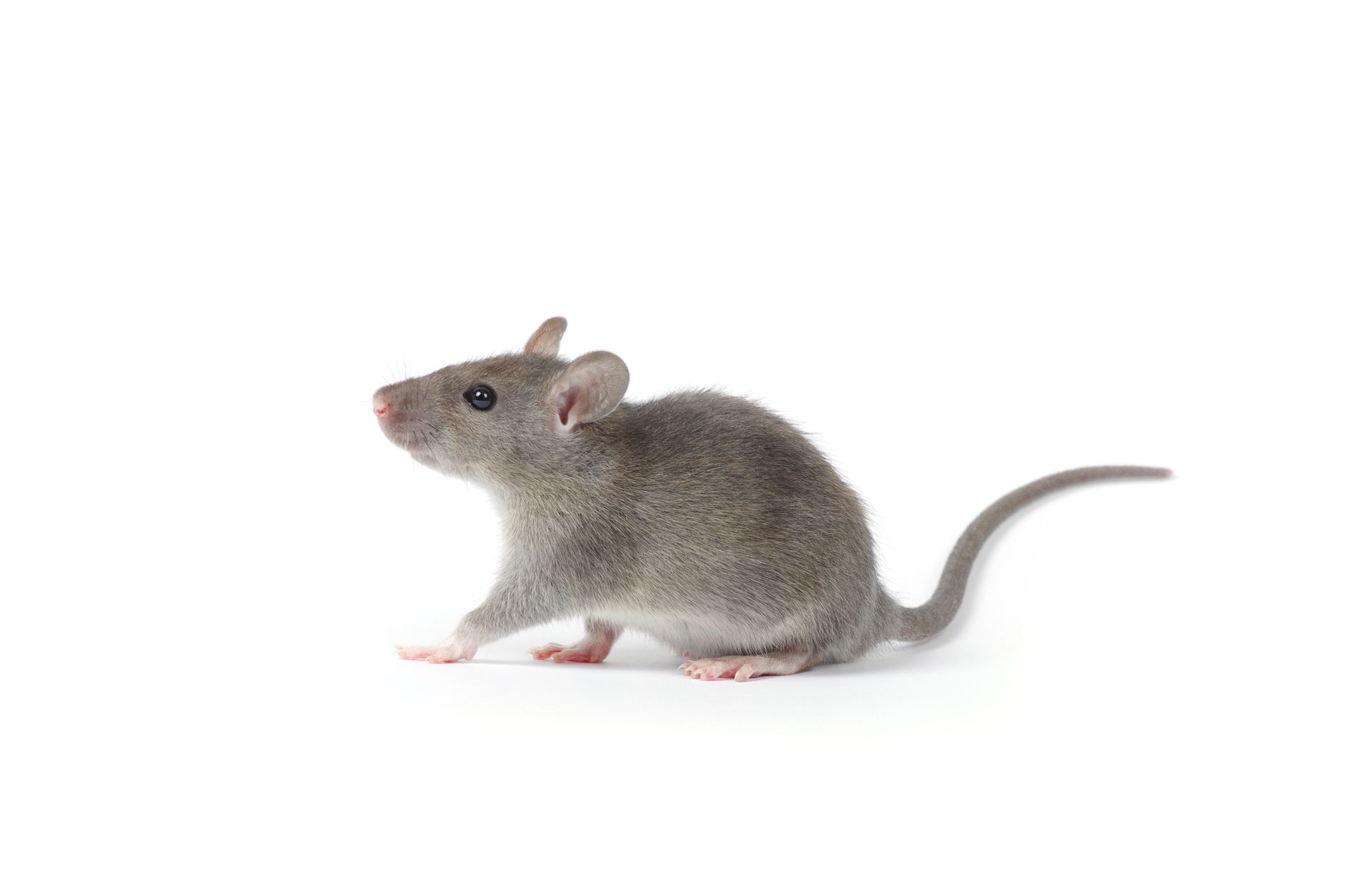 Gray mouse on a white background, looking upward.