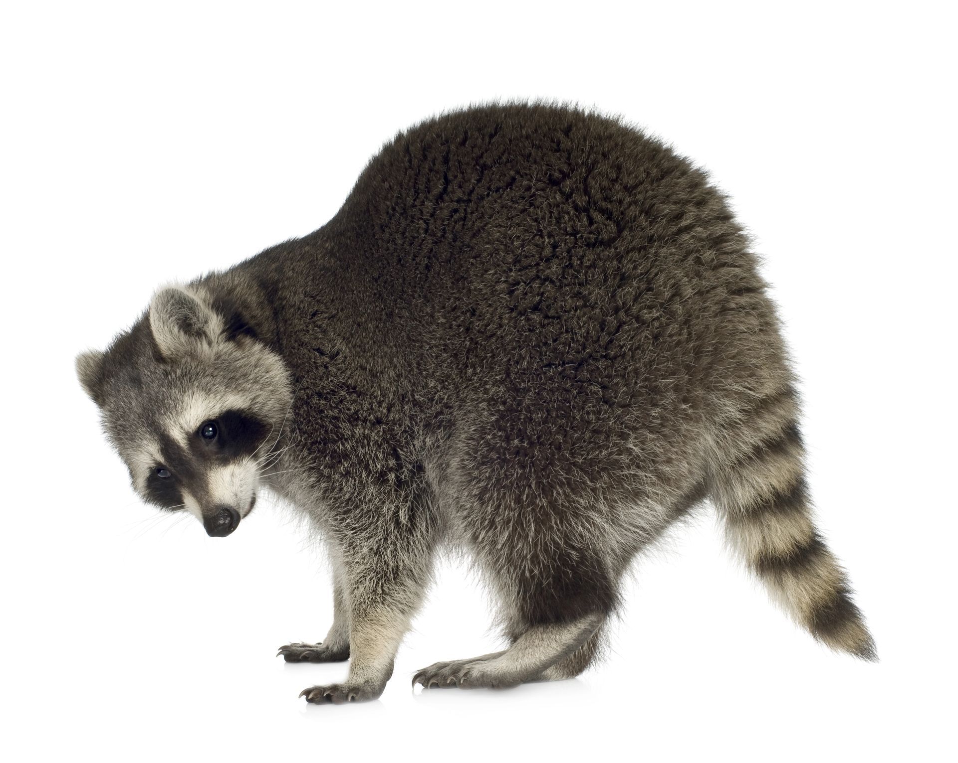 Raccoon with black mask and striped tail looking down, isolated on white background.