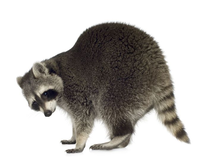 A raccoon standing against a white background, viewed from the side with its head turned to look downward.