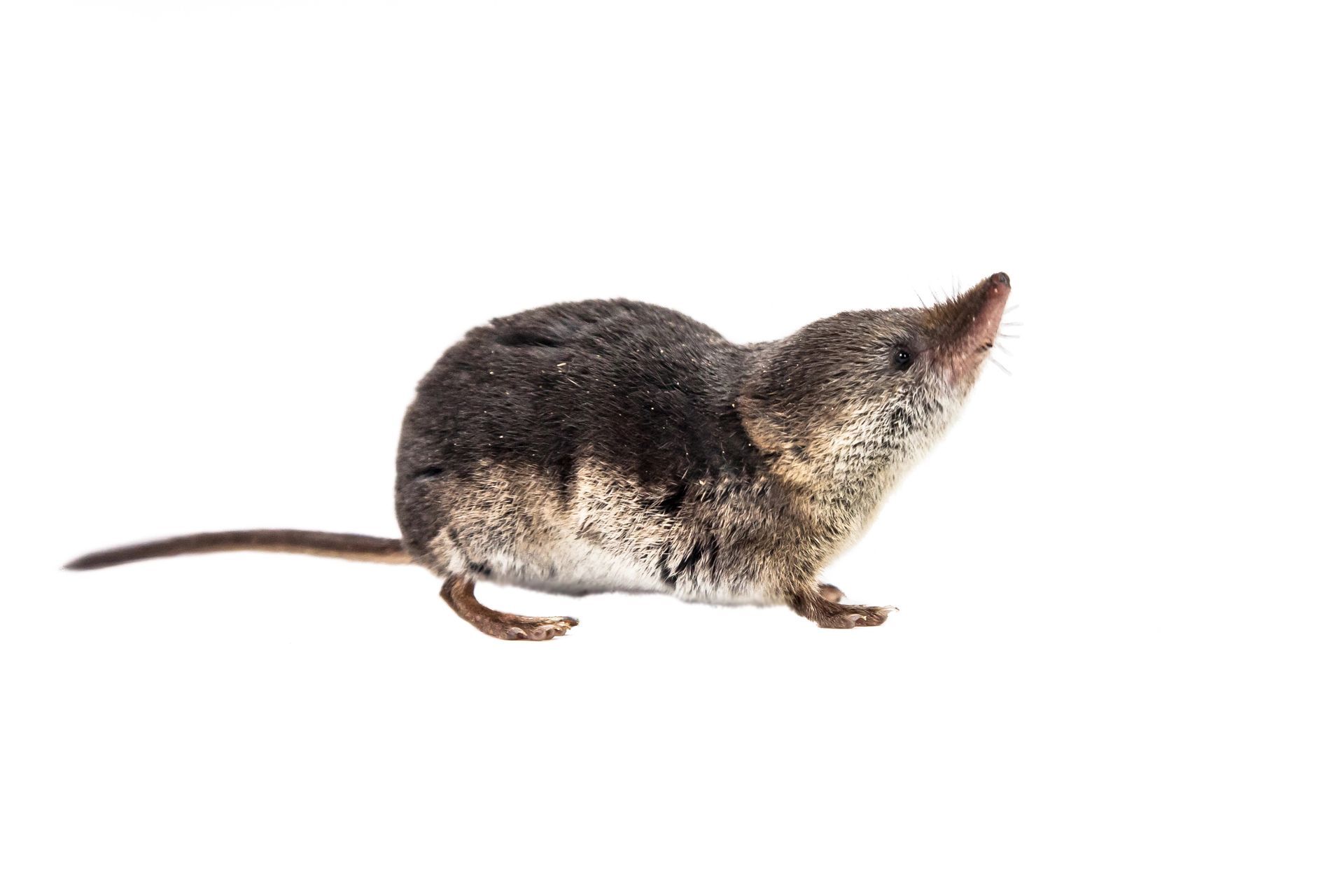 A small mouse with a long tail is sitting on a white background.