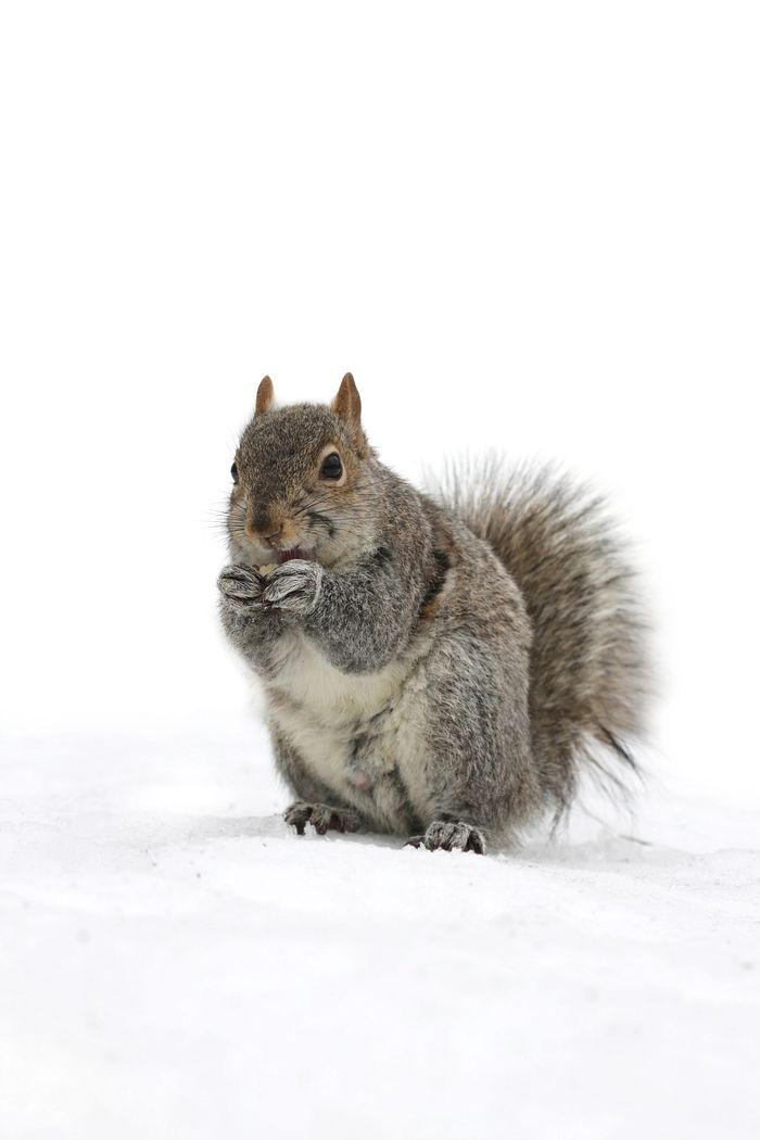 A gray squirrel sits in the snow, holding a small nut in its paws to eat.