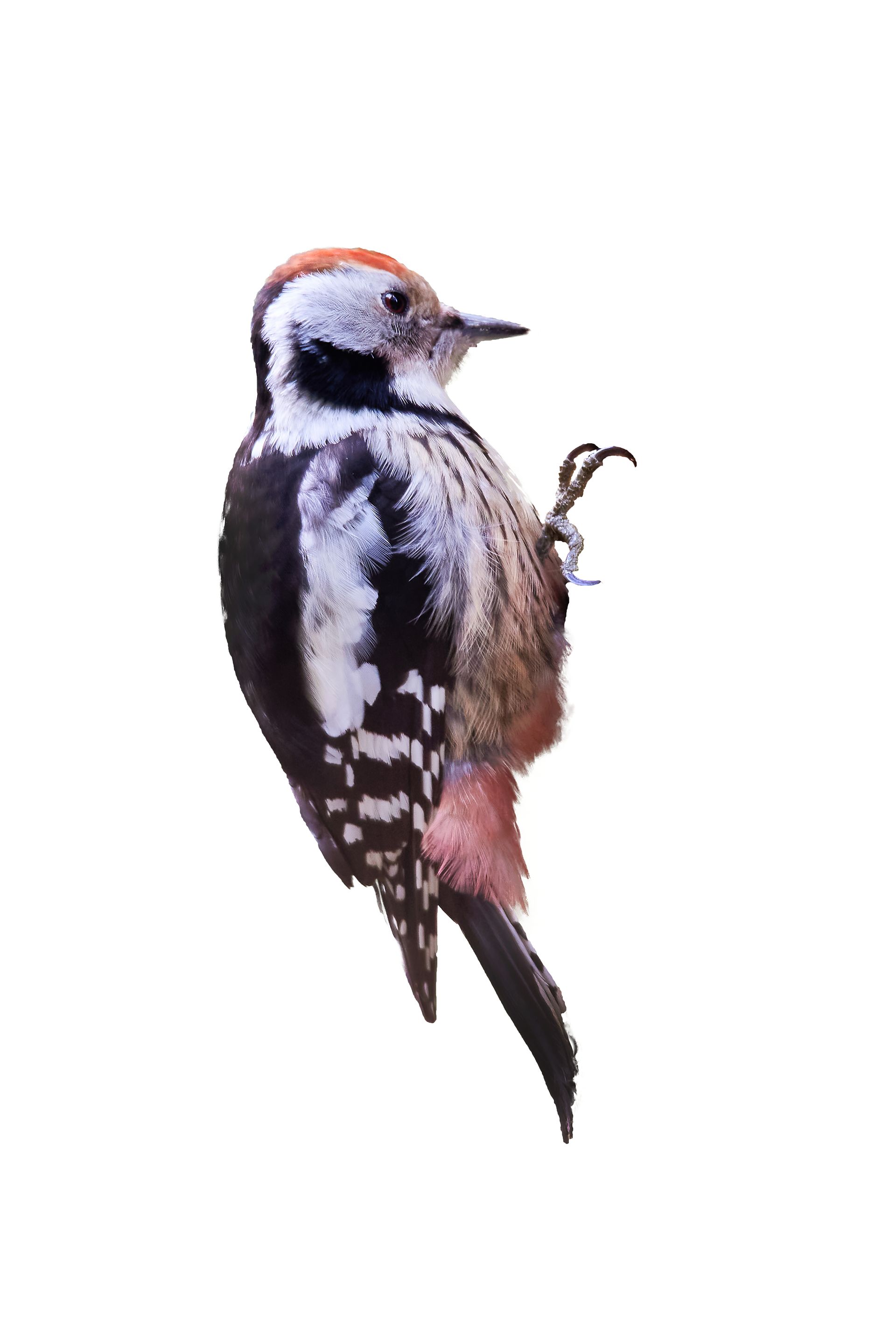 Woodpecker with patterned black, white, and brown feathers clinging to a surface.