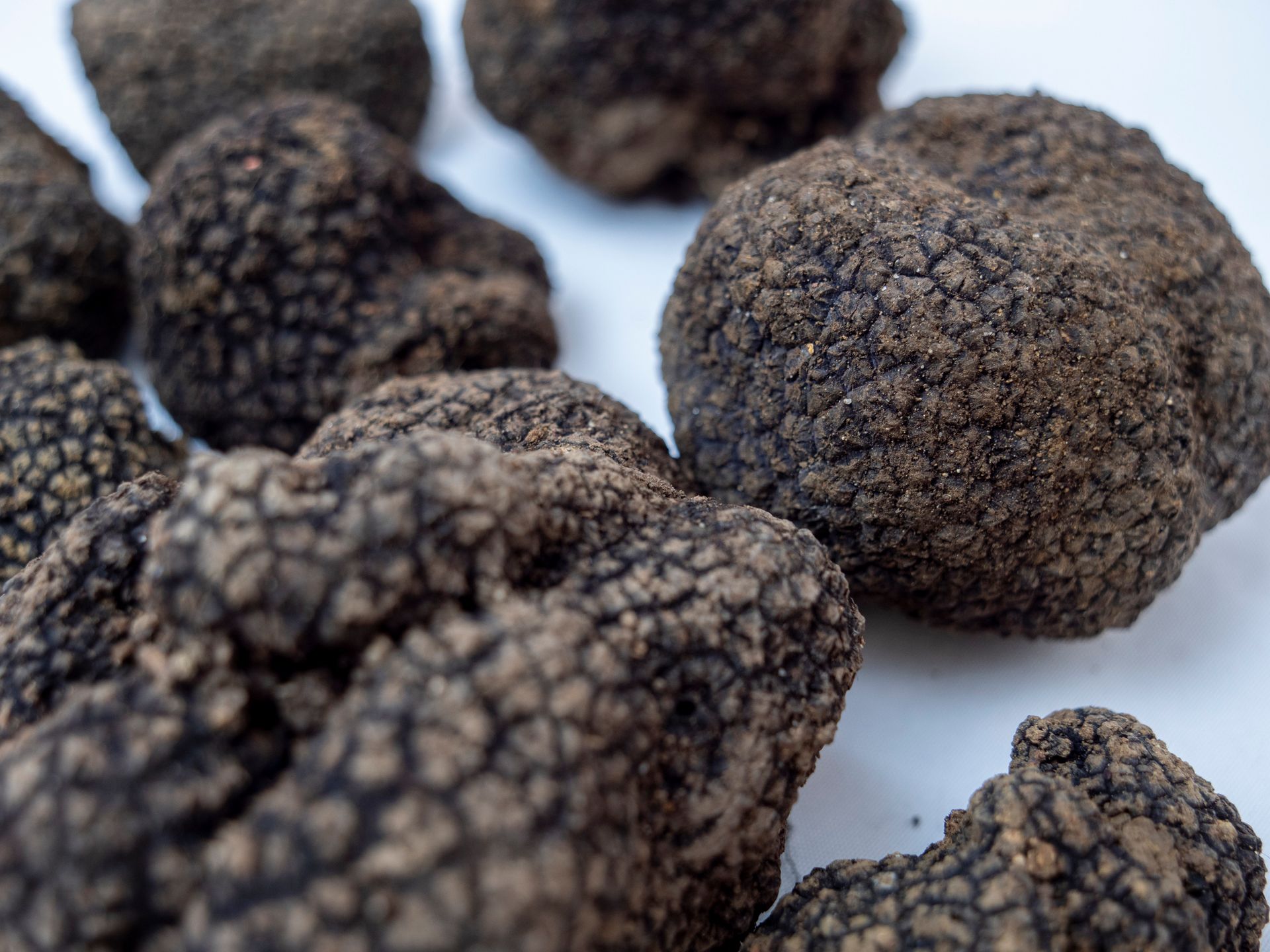 funghi tartufo