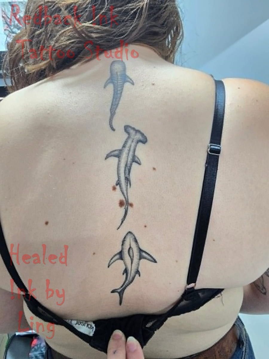Person's Back With Three Dolphin Tattoos Down the Spine — Redback !nk Tattoo Studio in Kawana, QLD