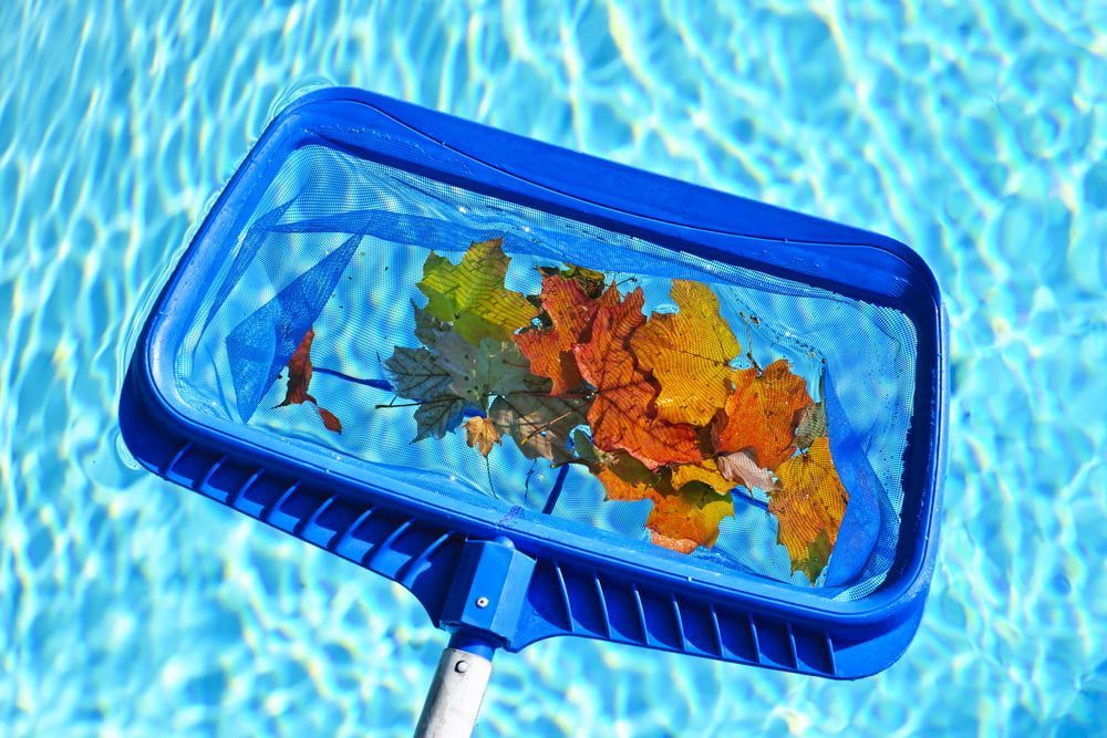 Blue Pool Skimmer Net Scooping Fallen Leaves — Intouch Pools & Spas in Smiths Lake, NSW