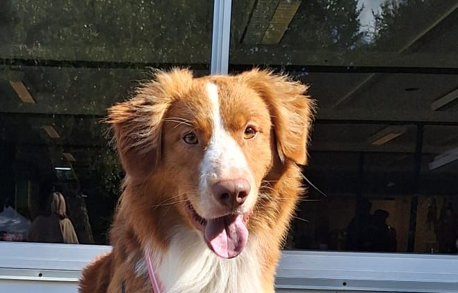 Jake eerste prijs agility bij KC Assen e.o.