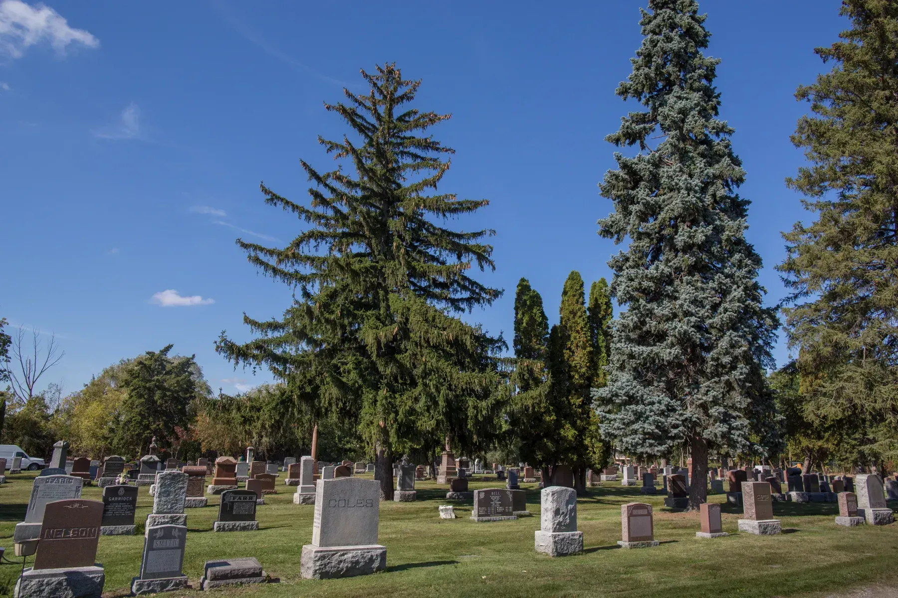 Cemetery with rows of gravestones and tall evergreen trees under a clear blue sky