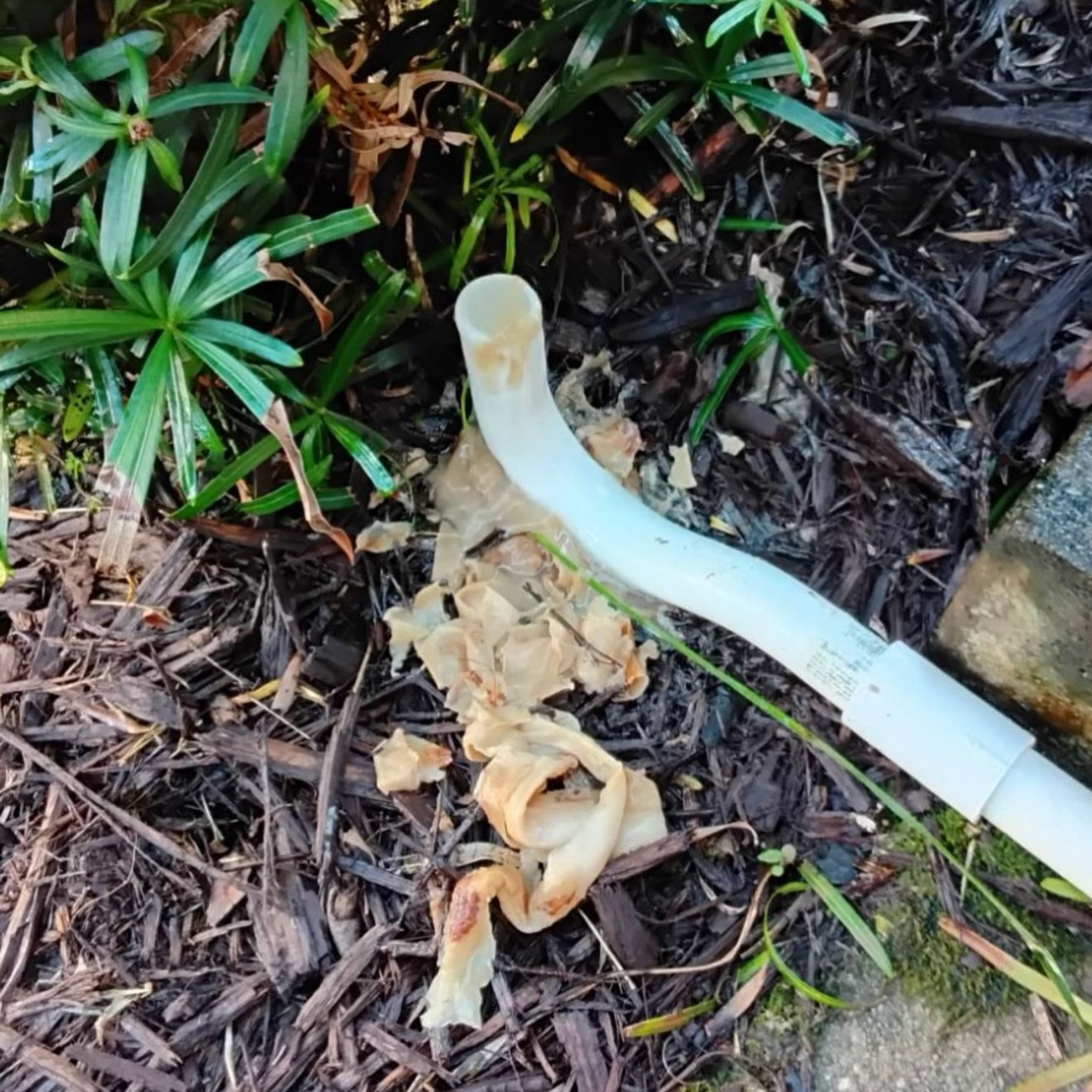 White pipe near mulch and green plants, with torn, tan paper-like material.