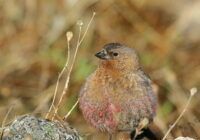 BCRF_RMNP_PeterBurke Brown-capped Rosy-Finch. Rocky Mountain National Park. Photo by Peter Burke.