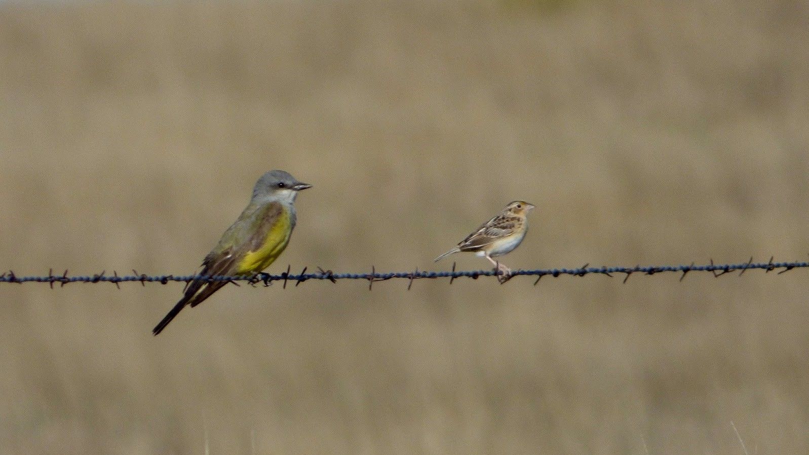 Grassland birds. Credit Diana Beatty.