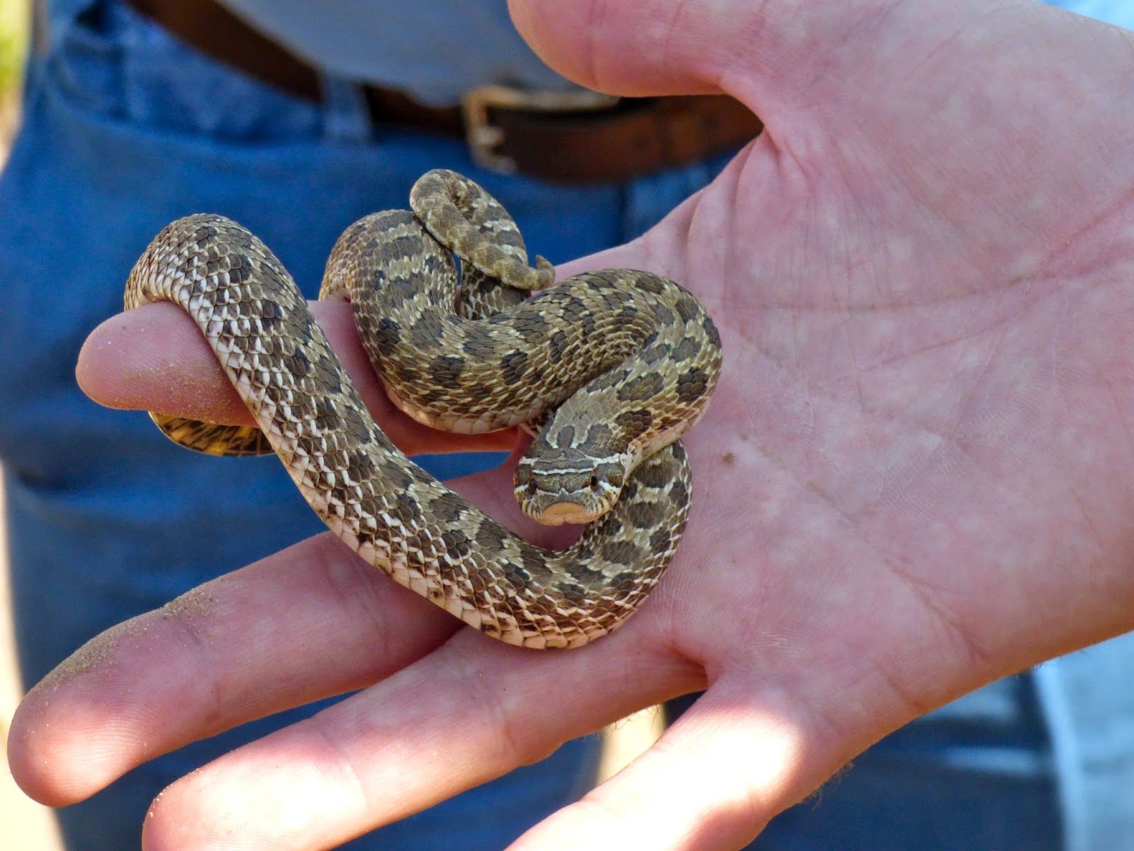 HognosedSnake_Salida_DianaBeatty