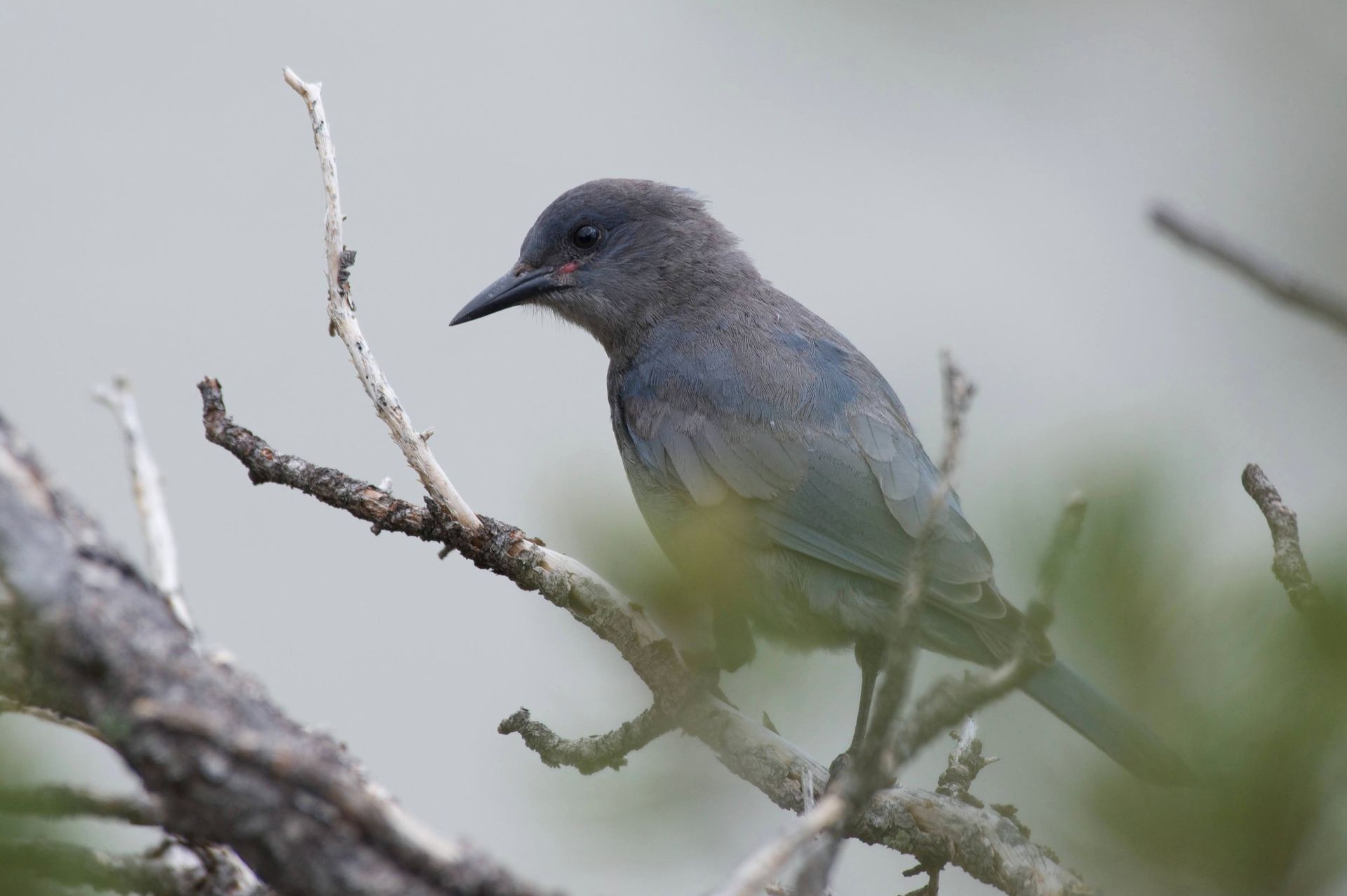 Pinyon Jay. Credit David Tonnessen.