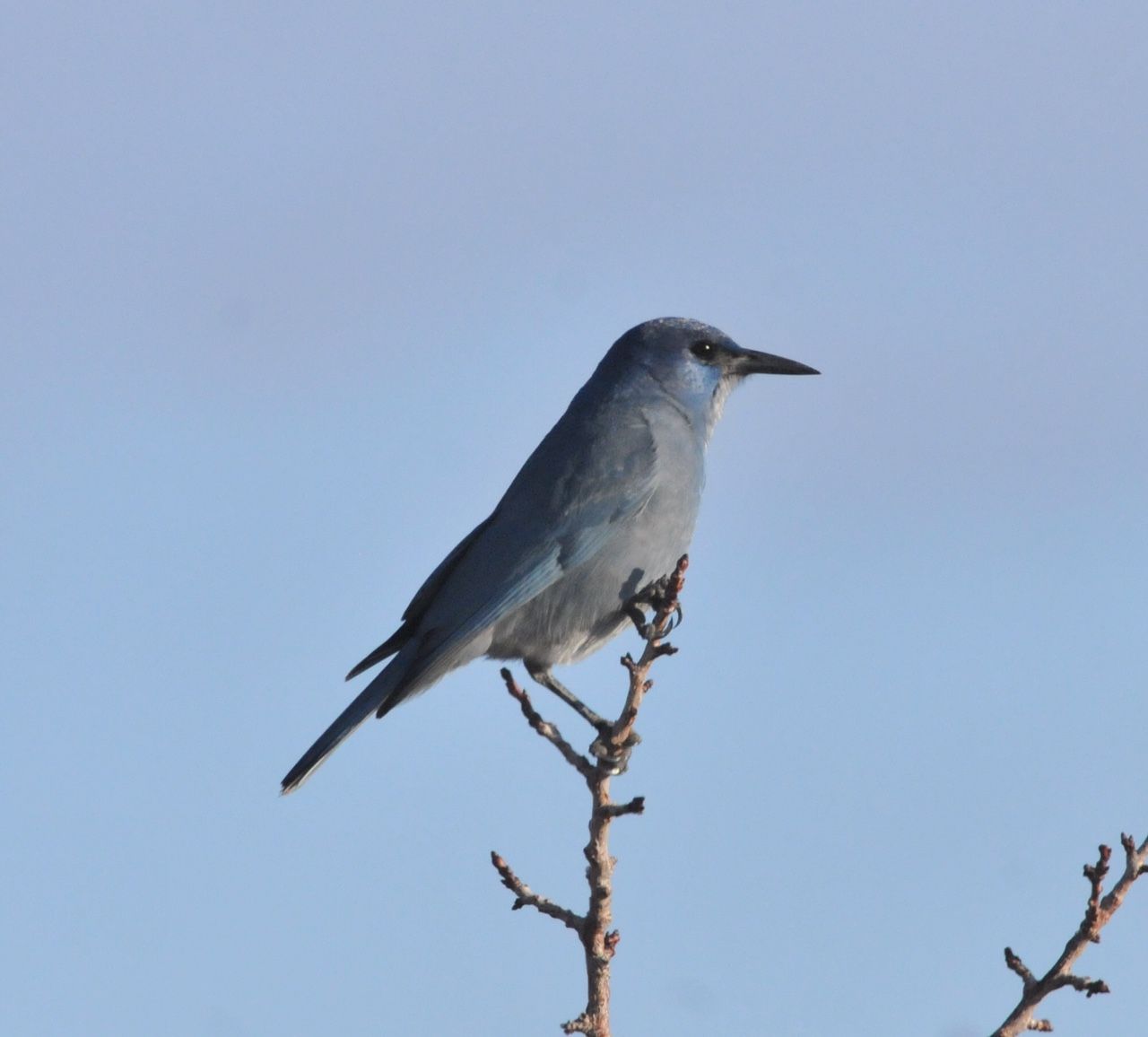 PIJA sentinel_ScottSomershoe Large blue-gray bird perched on branch