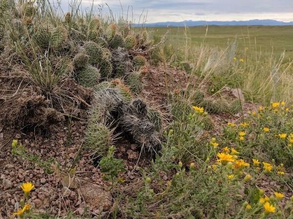 PawneeGrasslands_WeldCounty_MeganJonesPatterson_4_3