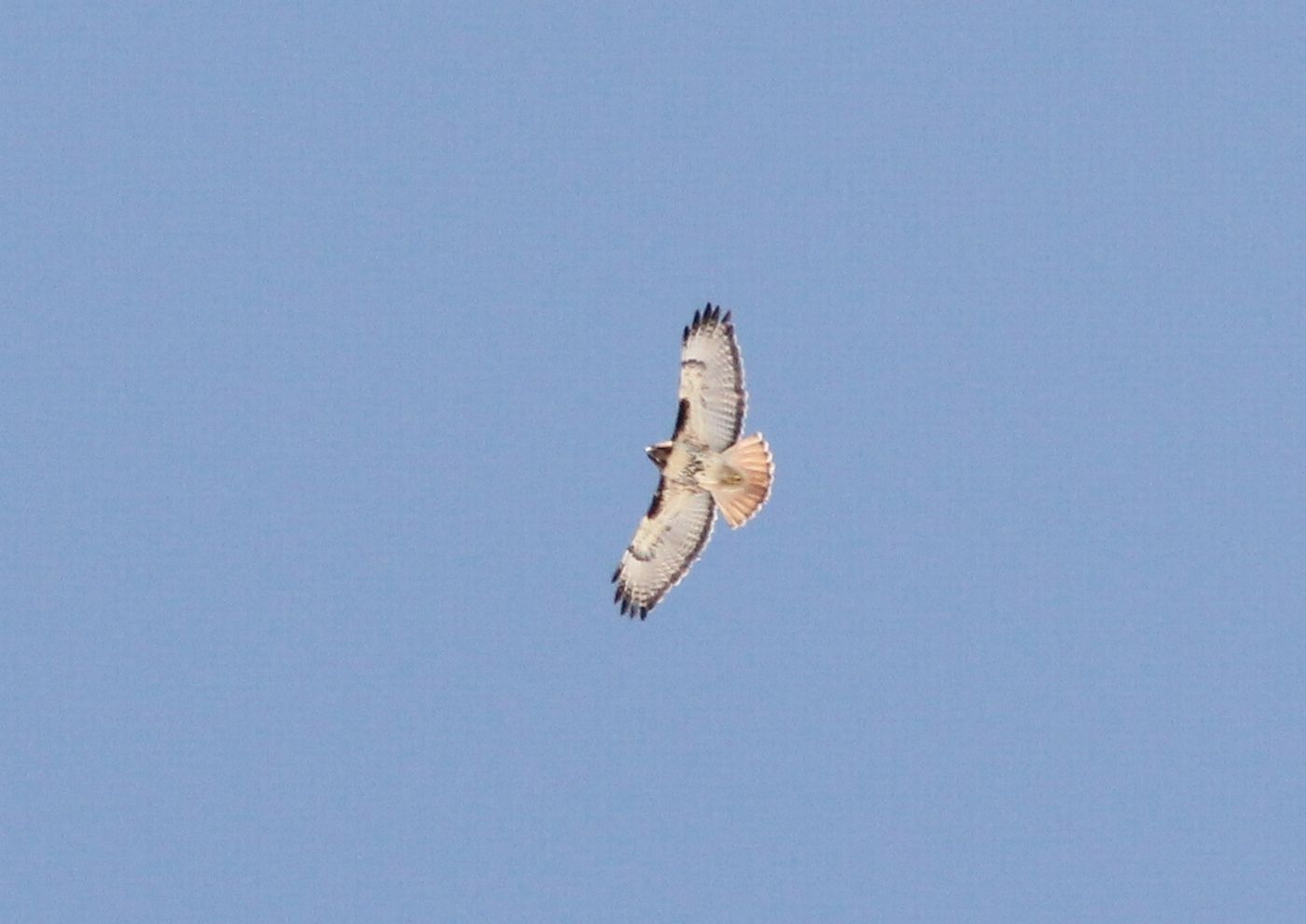 Red-tailed Hawk. Photo by Caleb Putnam (CC BY-SA)