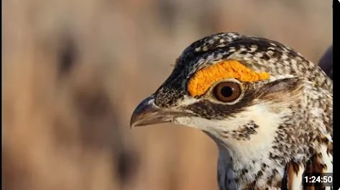 Jonathan Reitz talks about how wildlife managers fighting to bring back this species in southeast Colorado.