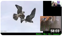 Sophie Osborn shares her personal experiences reintroducing endangered birds to the wild.