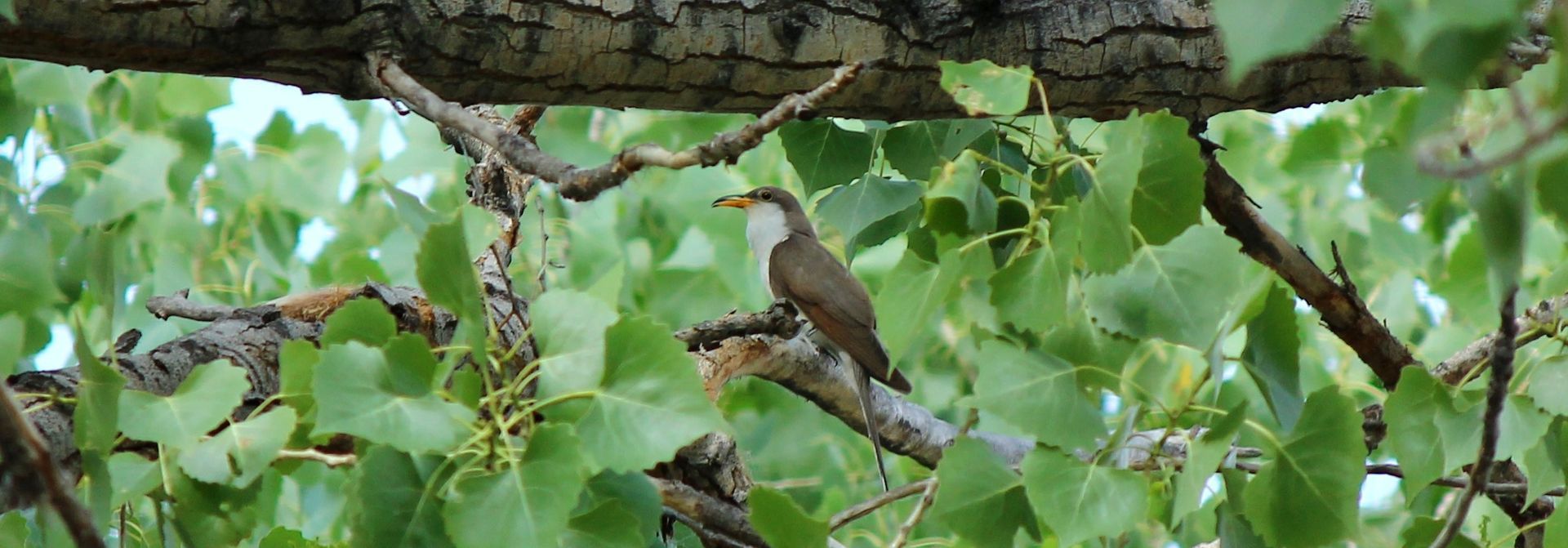 YBCU_GrandJuctionWA_CreedClayton-USFWS_banner Yellow-billed Cuckoo in a cottonwood tree.