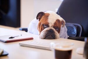 Bulldog resting its head on a desk beside a notebook and coffee cup in an office