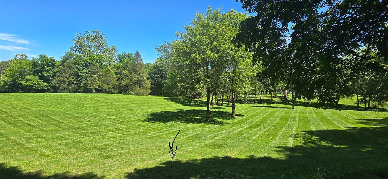 Lush green lawn with trees under a bright blue sky.