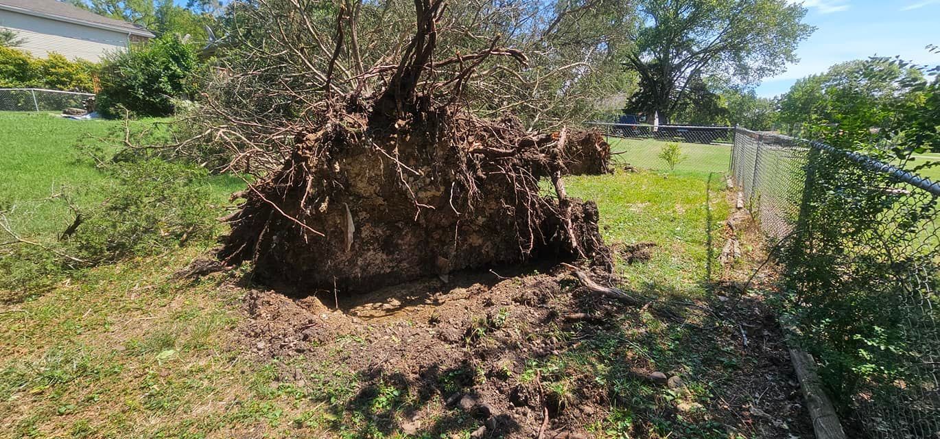 A fallen tree with exposed roots on a grassy lawn next to a chain-link fence.