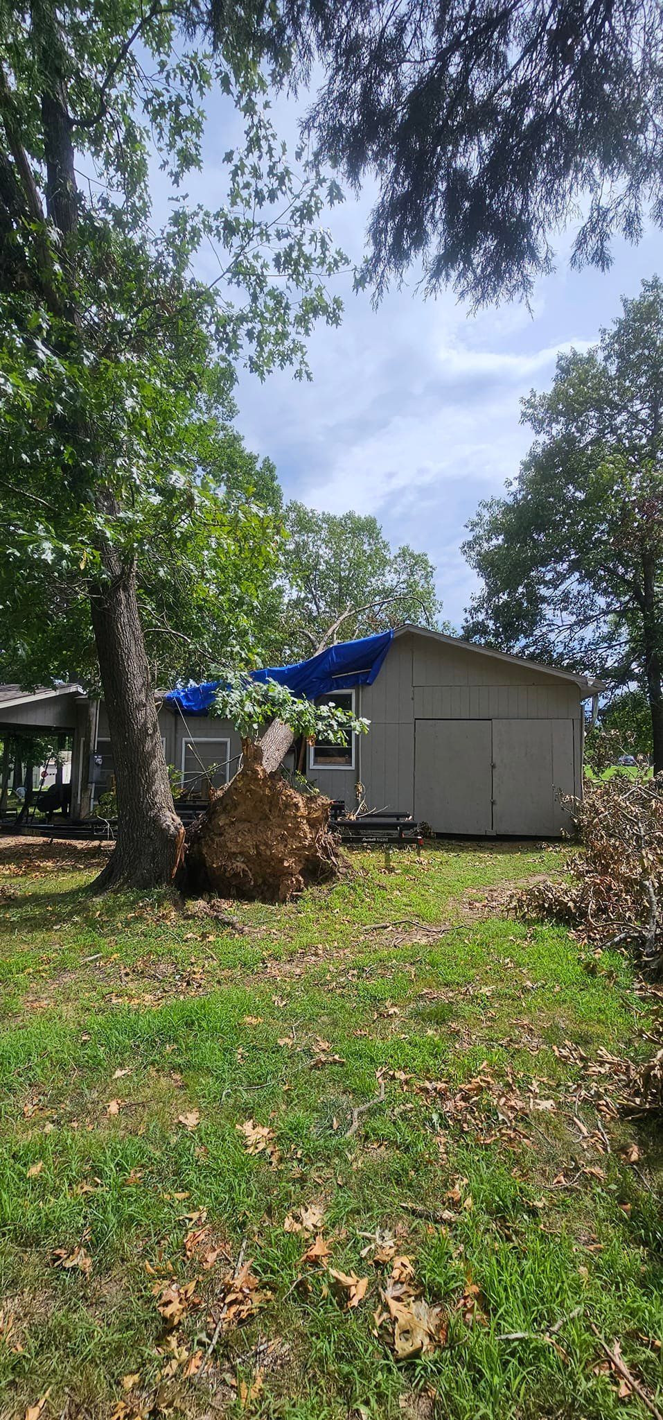 A fallen tree in a yard next to a small building with blue tarp on the roof.