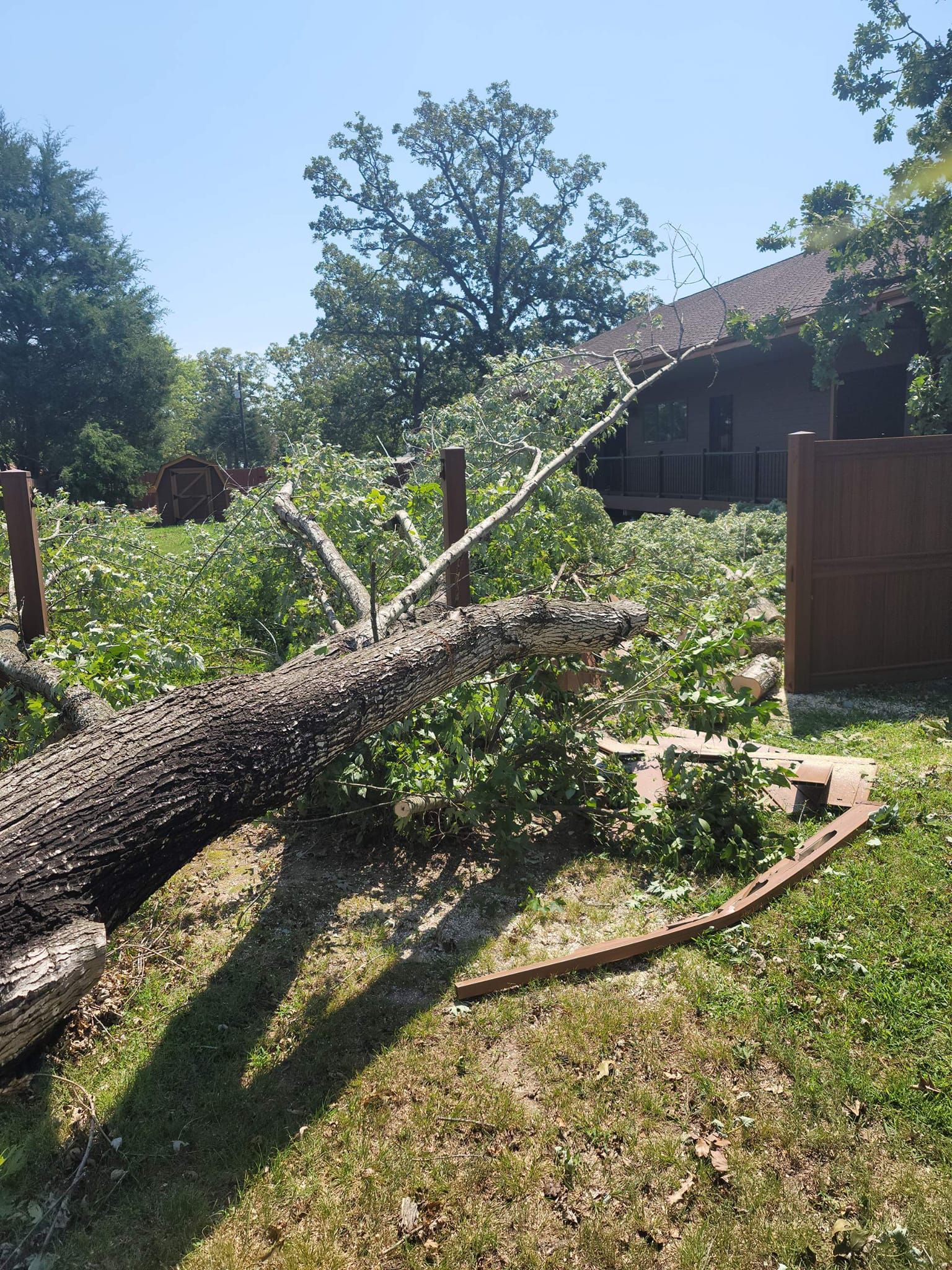 Fallen tree, brown trunk, green foliage, on a grassy yard, near a brown house, sunny day.