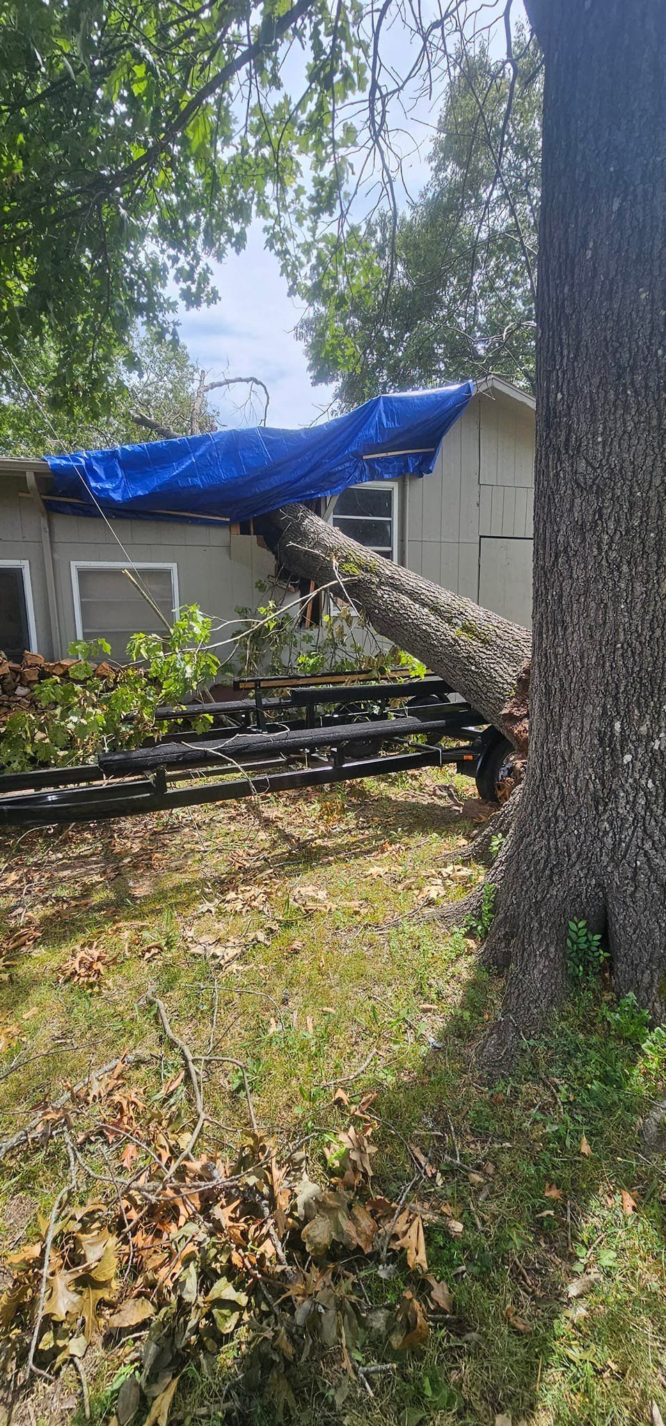 A tree has fallen on a house, covered by a blue tarp, with damage to the roof.