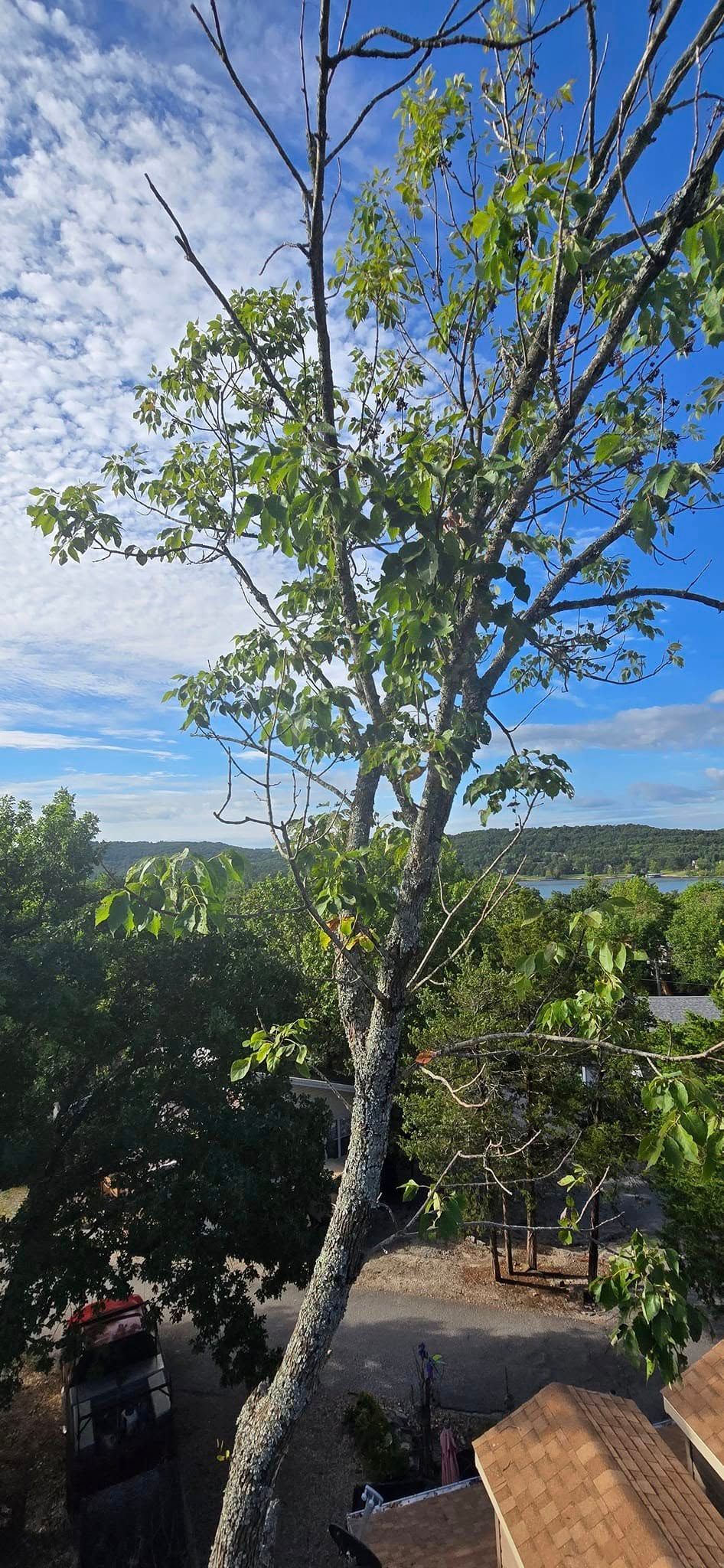 Tall tree with green leaves, a blue sky, and a view of trees and water.