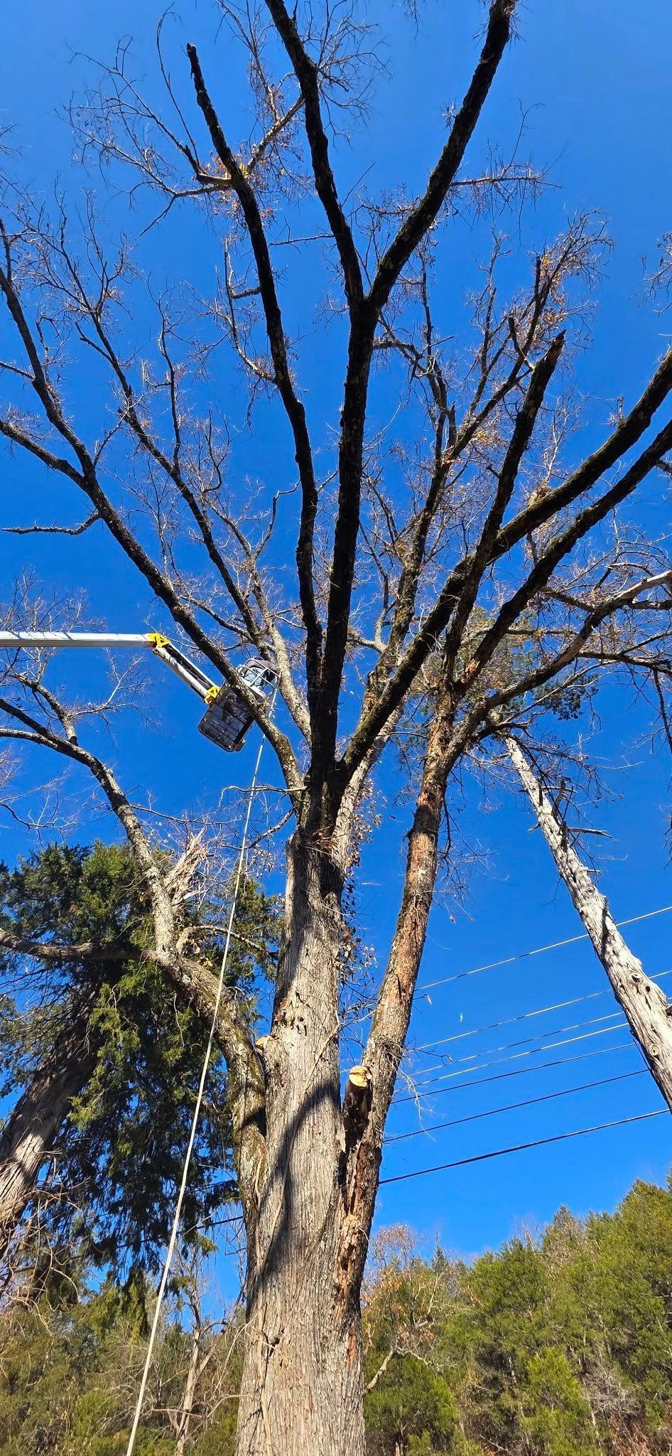 A tall tree with bare branches against a bright blue sky, with some green foliage at the bottom.
