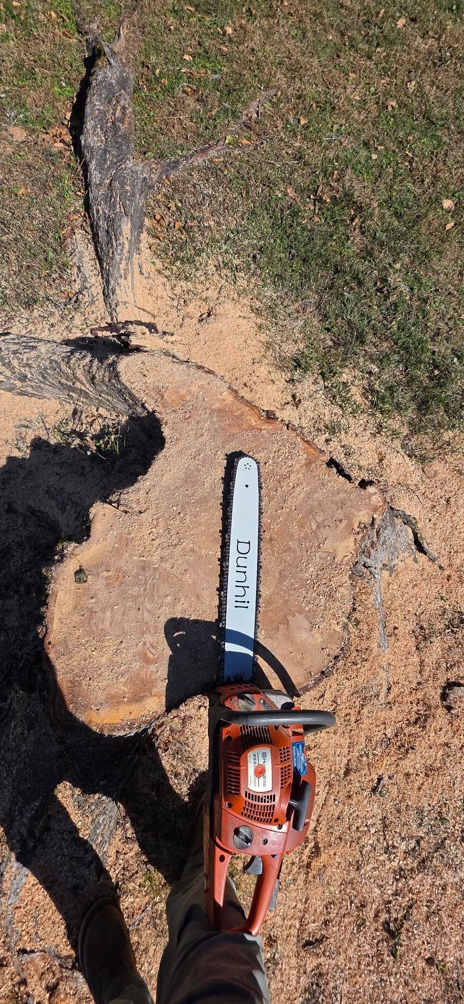 Chainsaw on a tree stump with sawdust. Green grass is to the right.