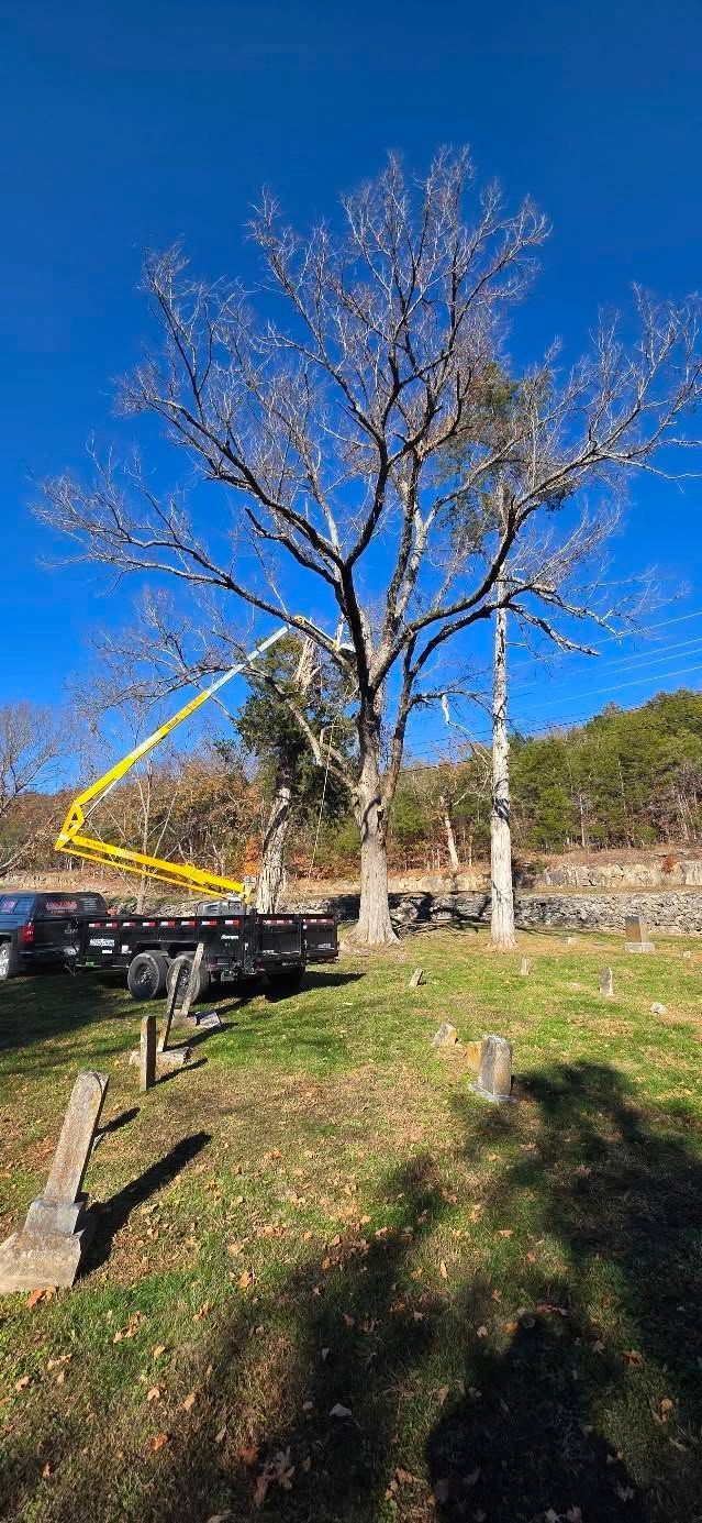 Bare tree in a grassy field with a trailer in front of a blue sky.