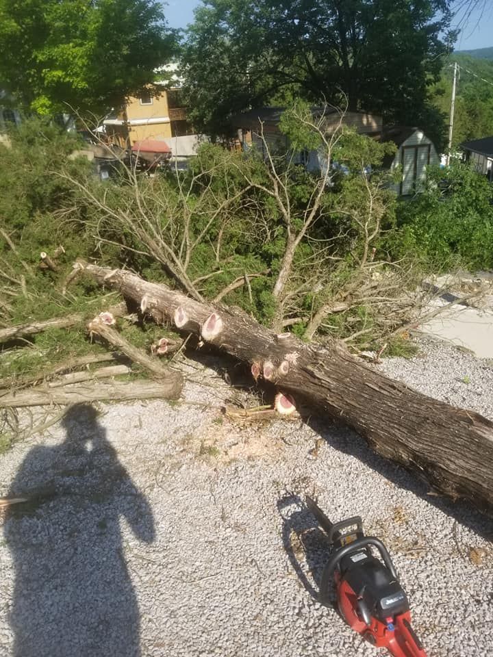 Fallen tree trunk with cut branches and chainsaw on the ground. A person's shadow is visible.