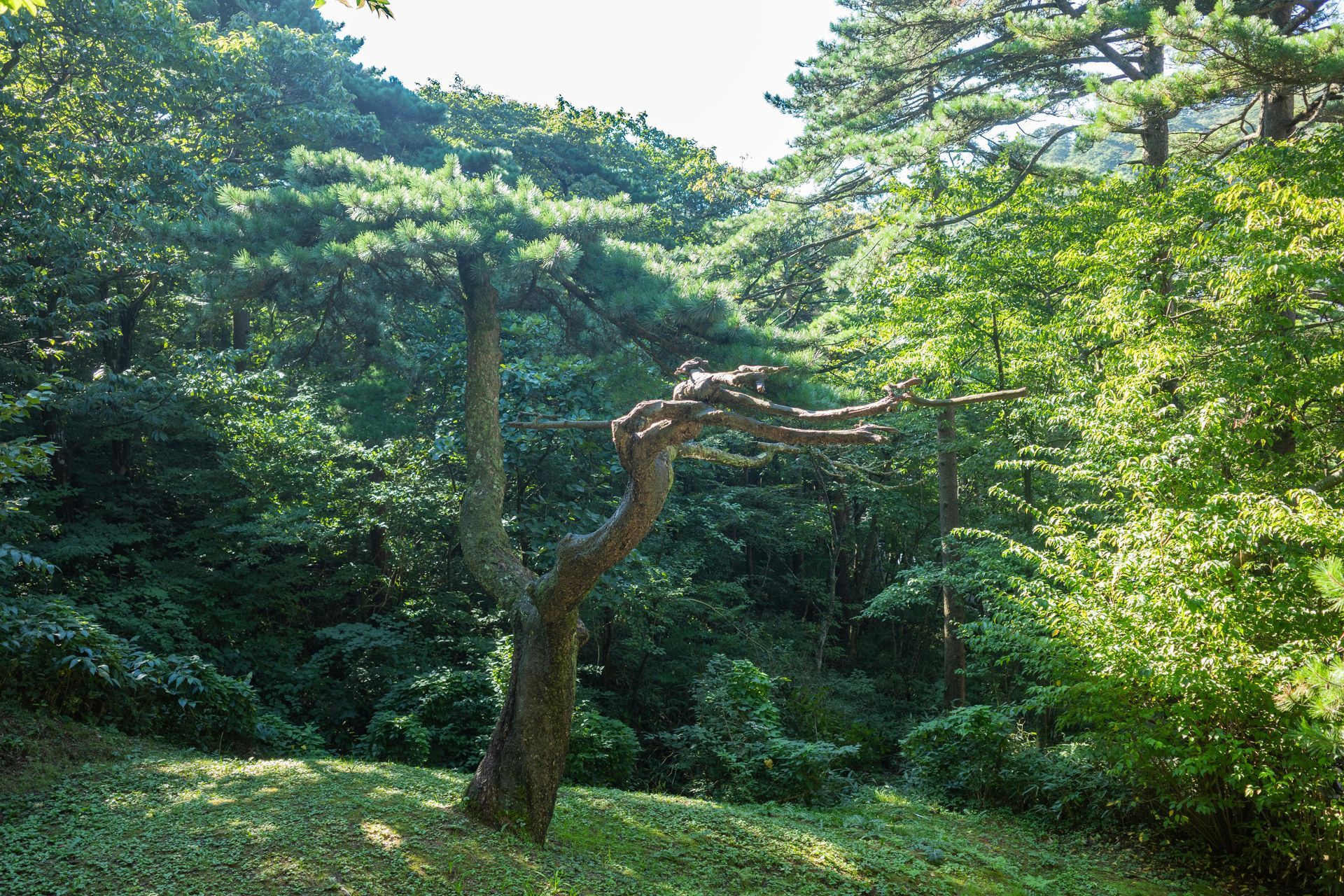 A bent, dark tree with green needles stands in a sunny, green forest clearing.