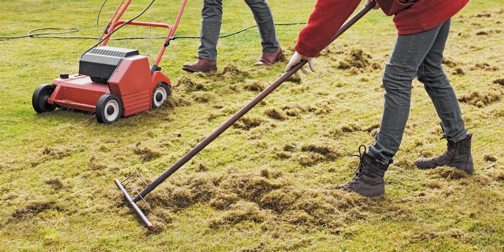 Person raking thatch from a lawn. A red lawn aerator is in the background.