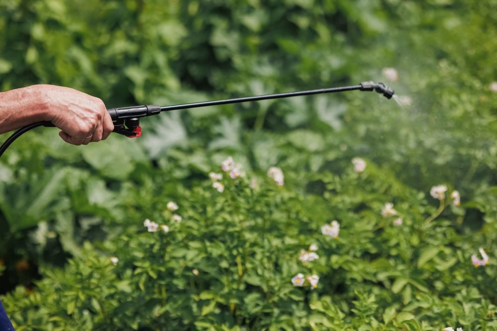 Hand spraying a field of plants with a nozzle; vapor visible.