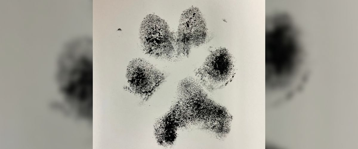 Memorial  Ideas for Pets