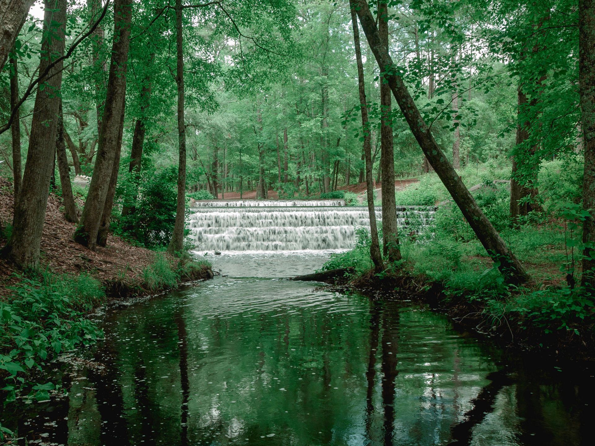 Forest stream with a small waterfall, surrounded by green trees and reflected in calm water