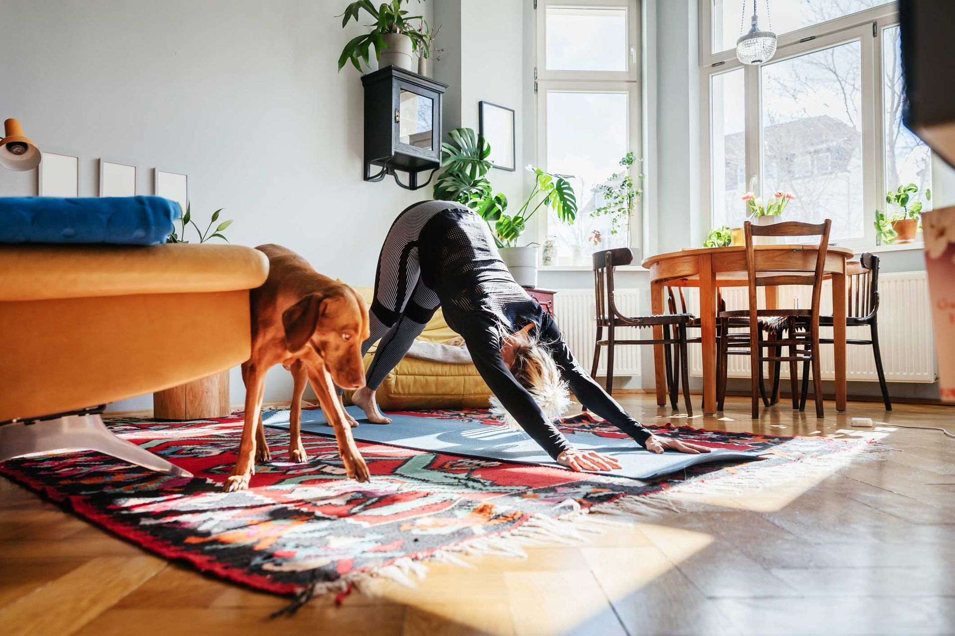 Woman in downward-facing dog pose on mat indoors, dog watches, living room, bright. Woman in downward-facing dog pose on mat indoors, dog watches, living room, bright.