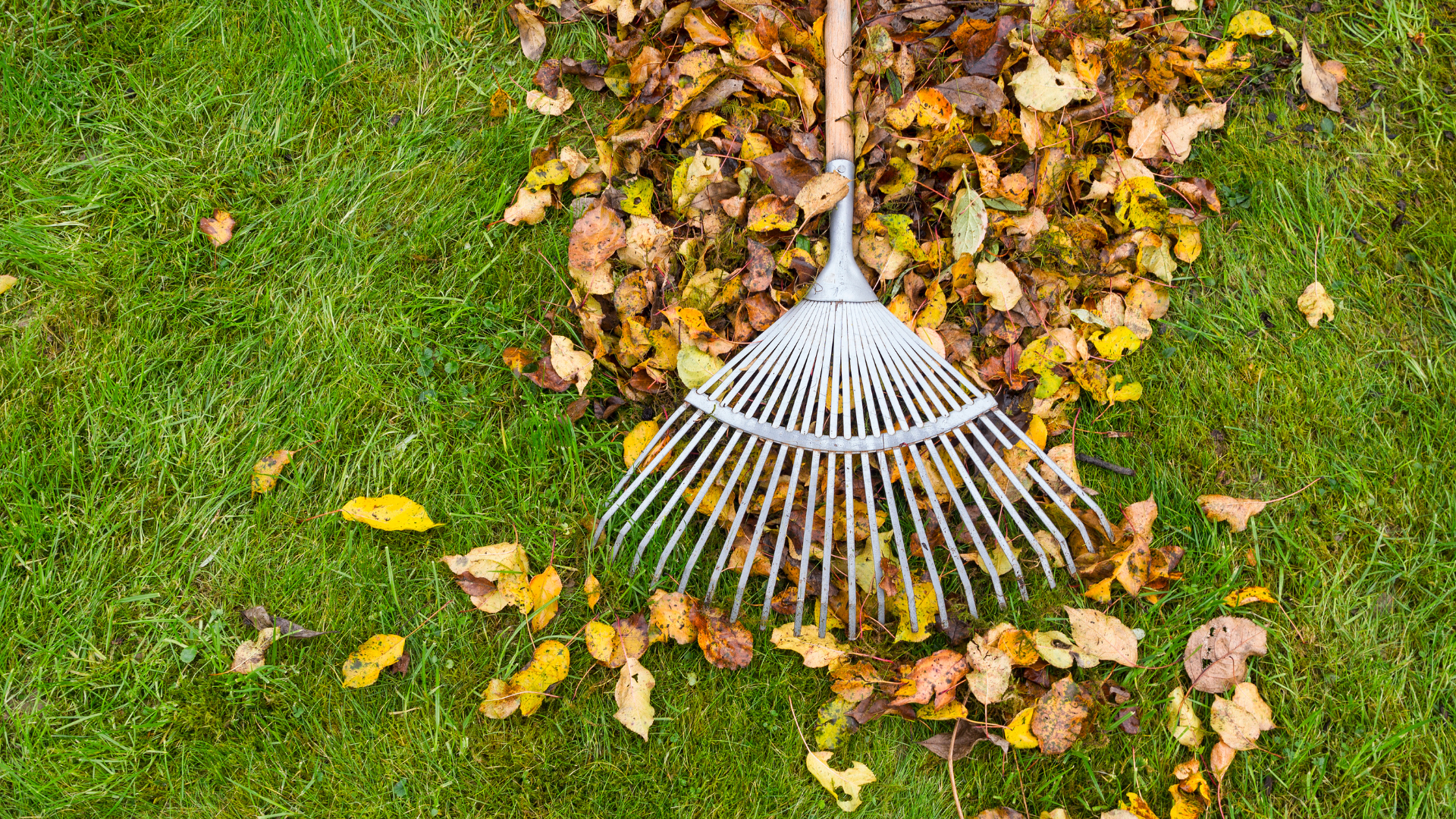 A rake is sitting on top of a pile of leaves on a lush green lawn.