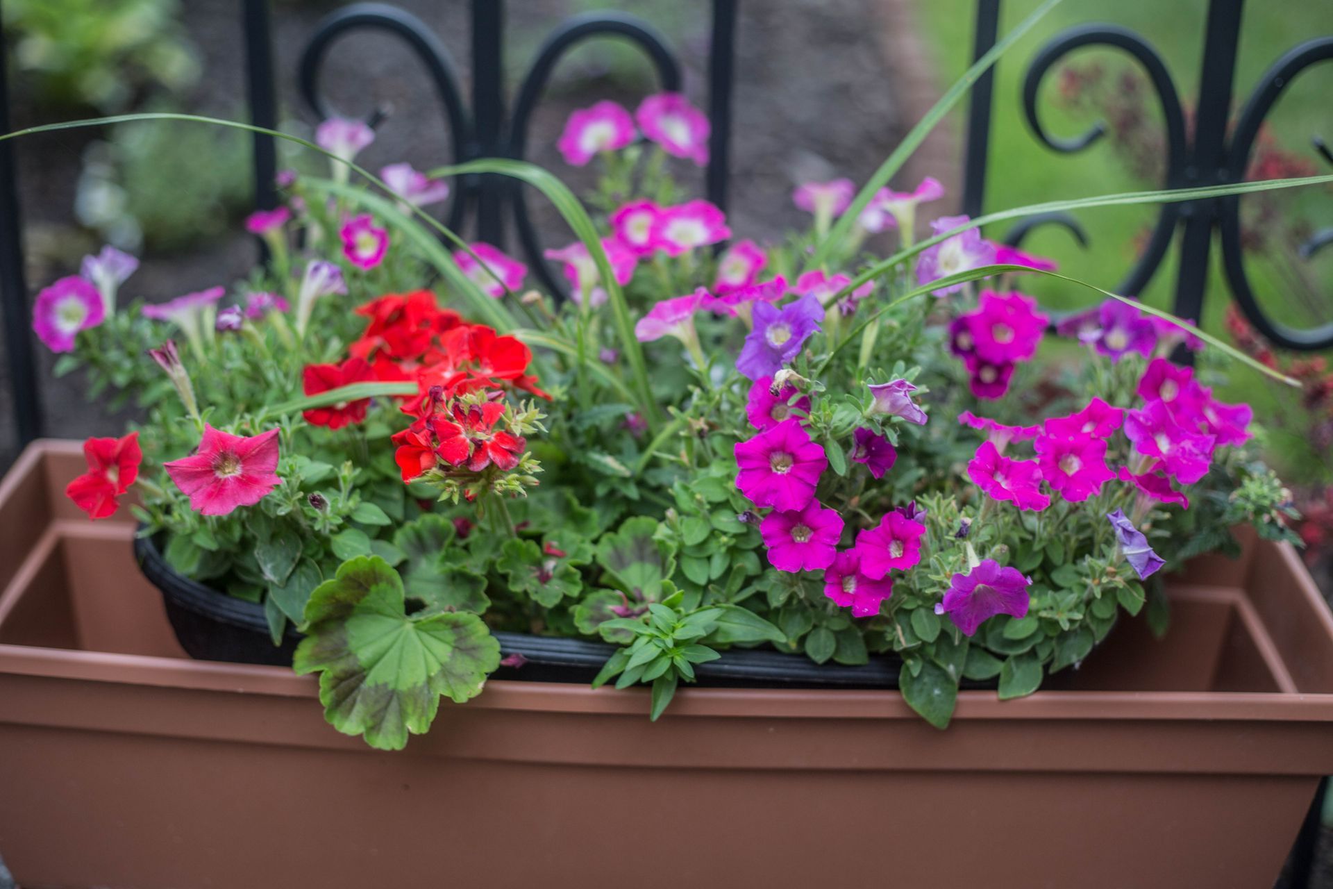flowers