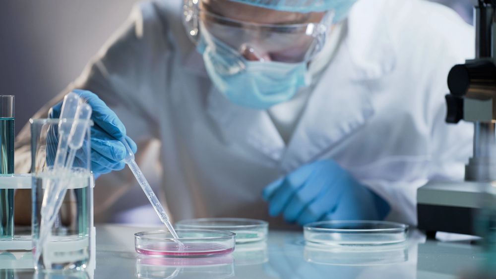 Un científico con bata de laboratorio, mascarilla y gafas protectoras utiliza un cuentagotas para verter líquido en una placa de Petri sobre una mesa de laboratorio.