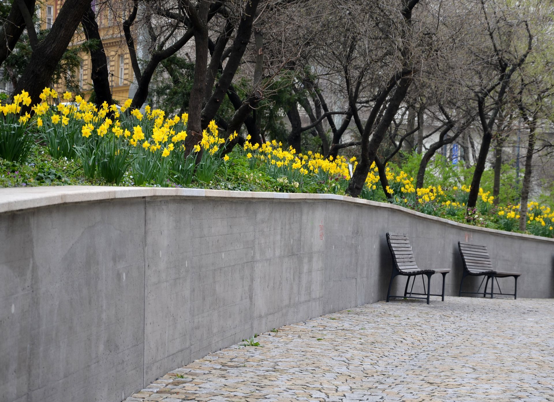 Concrete wall with two benches, yellow daffodils, and trees. Concrete wall with two benches, yellow daffodils, and trees.