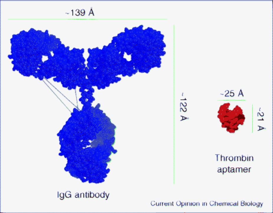 Aptamers & Antibodies A Cooperation, Not a Competition