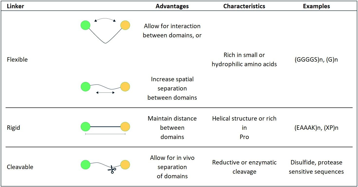 Tech Note The Latest on Linkers for Fusion Proteins