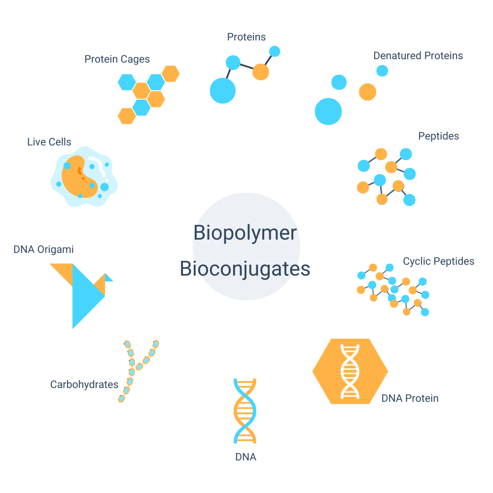 A diagram showing different types of biopolymer bioconjugates.