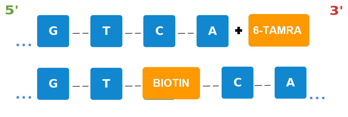 a) Backbone | Sequence Modification to the phosphate backbone structure